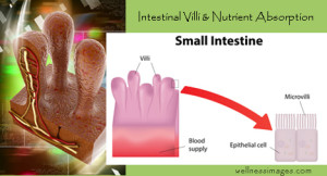 Intestinal Villi and Nutrient Absorption