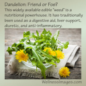 Dandelion: nutritional powerhouse, herbal medicine