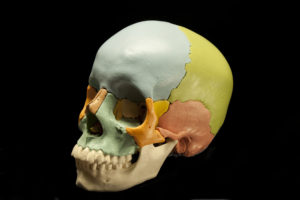 Skull model showing presence of cranial sutures