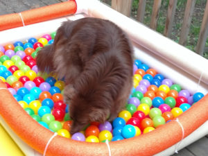 Skye exploring the ball pit. Building confidence helps transform a fearful dog.