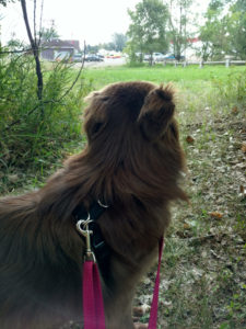 Skye is curious about the ND state fair parade. No fearful dog here!