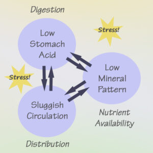 Digestion and distribution of nutrients in the body help us turn food into fuel.
