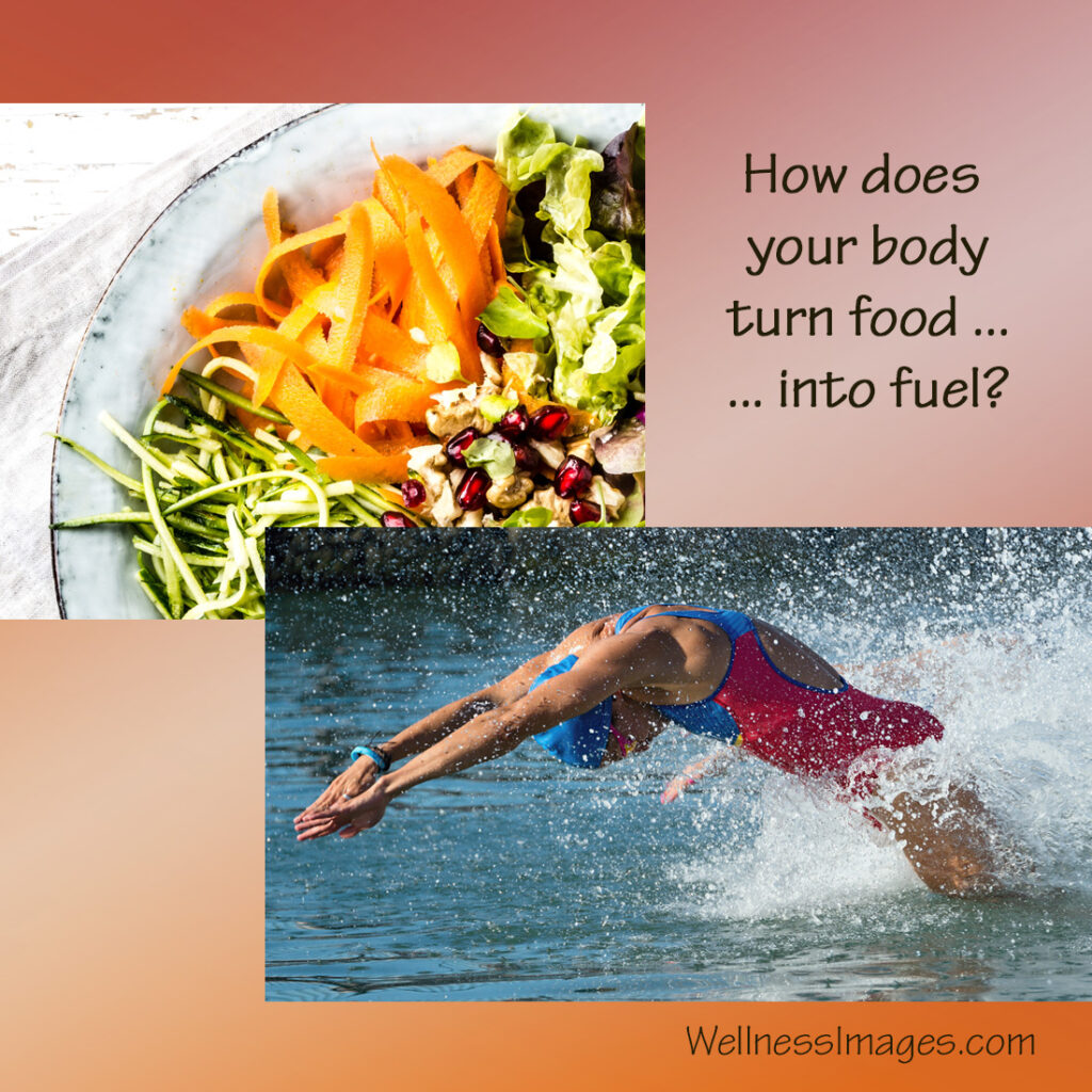 How do our bodies produce energy from the food we eat?
