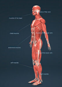 The human musculature supports posture and balance.